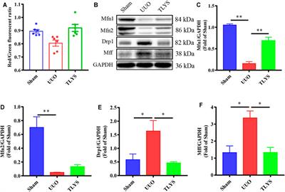 Tongluo Yishen Decoction Ameliorates Renal Fibrosis via Regulating Mitochondrial Dysfunction Induced by Oxidative Stress in Unilateral Ureteral Obstruction Rats